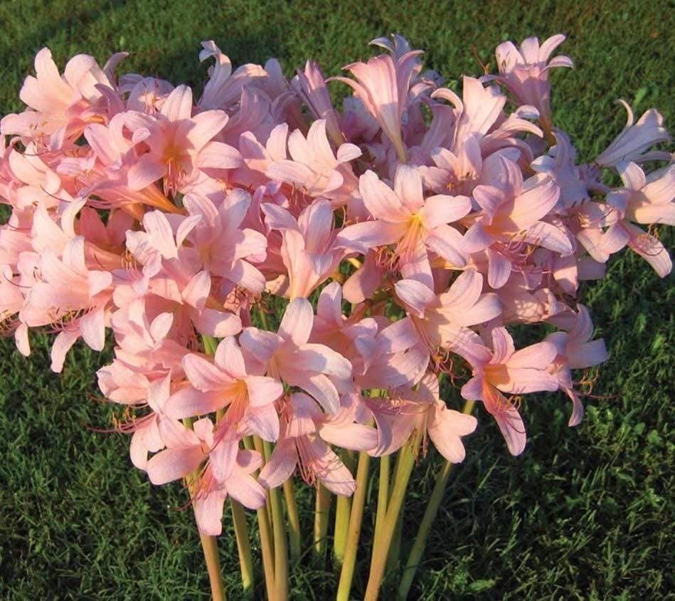 サプライズリリー球根 – 希少なネイキッドレディアマリリス