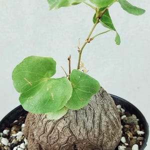 Elephant&#39;s Foot Bulb: Dioscorea Elephantipes Rare Succulent (Bulb Only) Plant, Indoor Decor, Easy Care