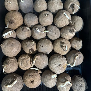 Houseplant- Stephania Erecta Bulb - Caudex bulb - lot whole sale - 10 bulbs or 20 bulbs from 1 to 4cm wholesale