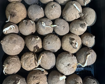 Stephania Erecta Bulb - Caudex Houseplant - Wholesale Lot (10 or 20 Bulbs)