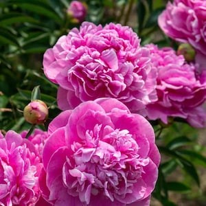 Könnte beinhalten: Nahaufnahme von leuchtend rosa Pfingstrosen in voller Blüte. Die Blüten haben mehrere Schichten zarter Blütenblätter, wodurch ein üppiges, strukturiertes Aussehen entsteht. Grüne Blätter und Knospen sind im Hintergrund zu sehen und bilden einen Kontrast zu den leuchtend rosa Blüten.