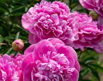 May include: Close-up of vibrant pink peonies in full bloom. The flowers have multiple layers of delicate petals, creating a lush, textured appearance. Green leaves and buds are visible in the background, adding contrast to the bright pink blossoms.