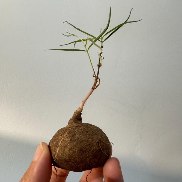 Bulbo raro de Brachystelma: Murdannia spectabilis Caudex