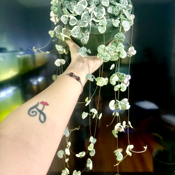 6” hanging variegated String of hearts for sale