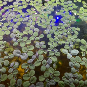Aquarium plants Salvinia Minima- Live Floating Plant for Aquarium or Pond