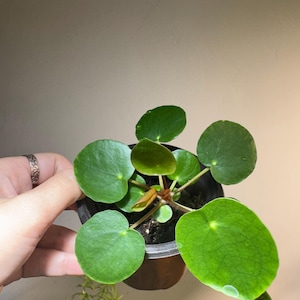 Planta de interior - Planta del dinero - Pilea Peperomioides - Planta del dinero china - Panqueque - OVNI - Pepperoni - Planta - Planta de interior de fácil cuidado en 3”
