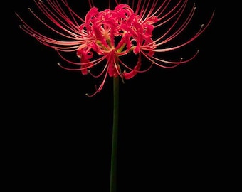 Red Spider Lily Bulb: Lycoris Radiata Fall Bloom Perennial