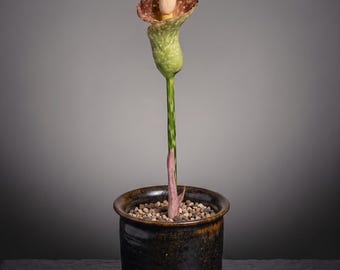 Rare Amorphophallus Muelleri Blume [BULB ONLY] - DORMANT Konjac Caudex Bulb - Exotic Tropical Houseplant for Collectors - Unique Specimen