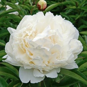 Tigela de Peônia Creme 35 Raízes Nuas 3–5 Olhos Flores Brancas Gigantes - Pré-encomenda para Entrega no Outono Flor de Corte Perfumada Favorita