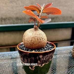 Houseplant Phyllanthus Mirabilis, Caudiciform Phyllanthodendron caudex bulb random shape small size.