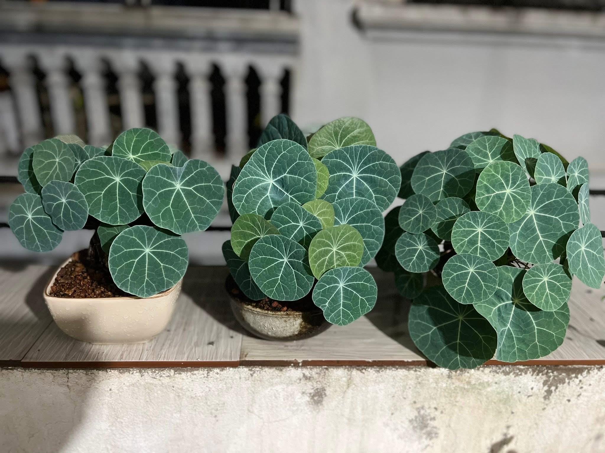 Stephania kaweesakii - Etsy 日本