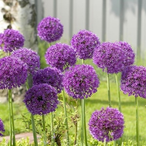 Allium Purple Sensation Bulbs – Giant Globe Blooms, Fall Flowering, Easy Grow, Deer-Resistant, Purple Garden Accent - Preorder