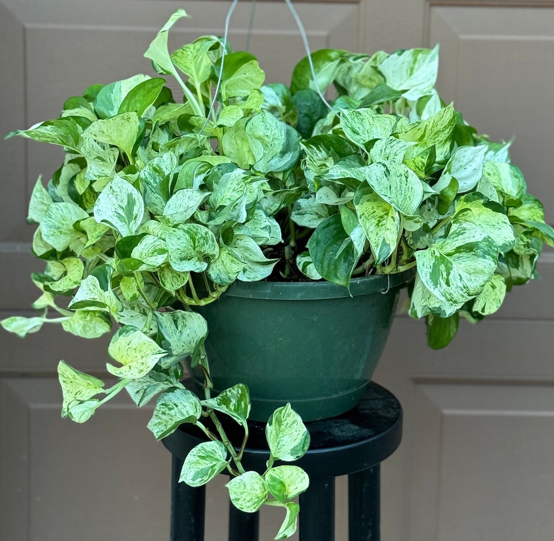Manjula Pothos For Sale