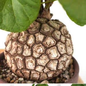 Houseplant Stephania suberosa for sale bulb/caudex , Succulent , Bonsai random size ~3 to 5cm