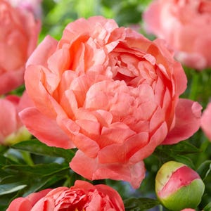 Puede incluir: Primer plano de una flor de peonía de color coral en plena floración, rodeada de hojas verdes y otros capullos de peonía. Los pétalos son en capas y texturizados, con una apariencia suave y delicada. La flor es el punto focal, mostrando su color vibrante y detalles intrincados.