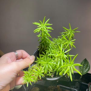 Houseplant 2 for Live Mexican Sedum, Sedum Mexicanum, Evergreen Perennial Succulent Terranium, ground cover