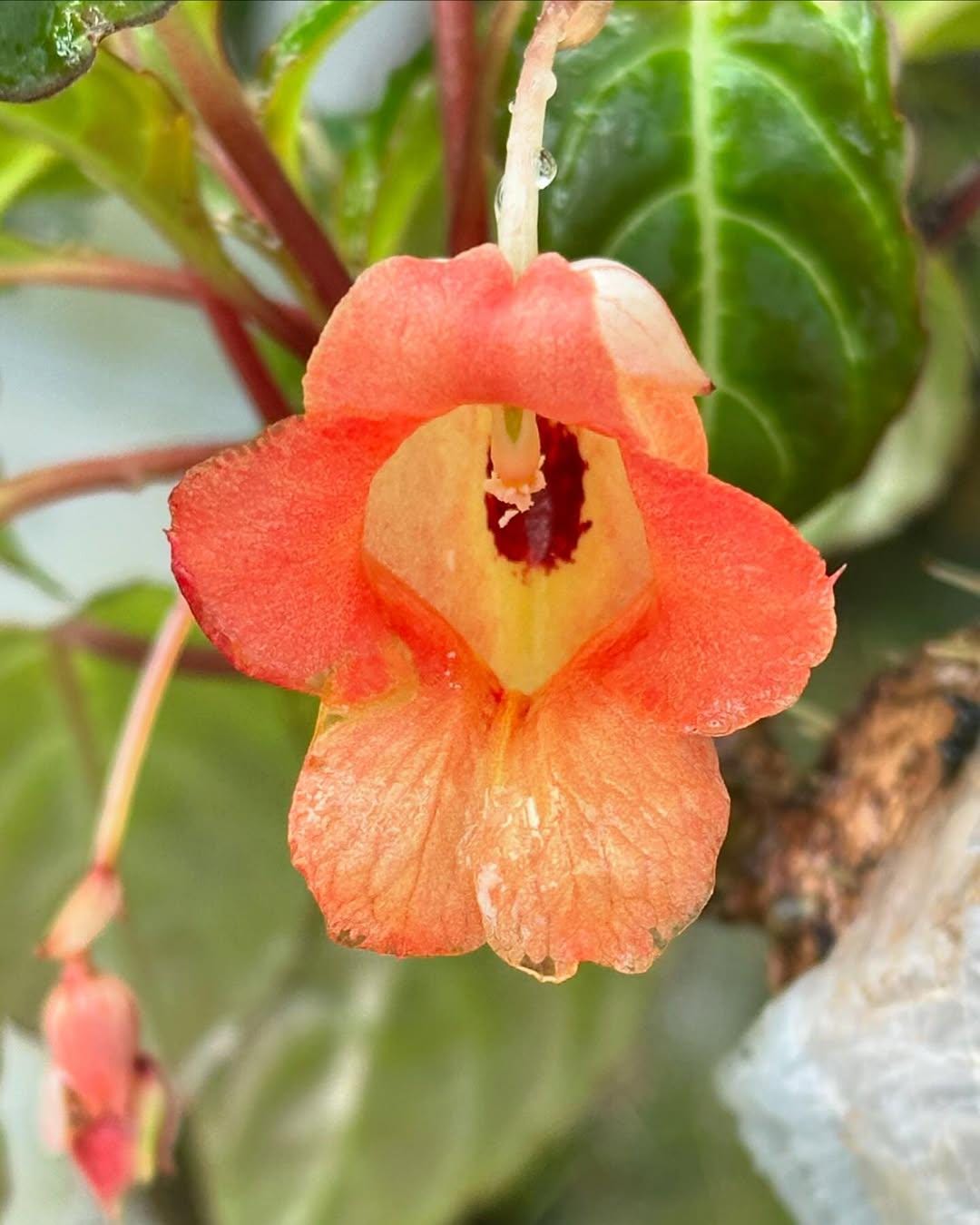 Houseplant- Impatiens Phengklaii - Rare Exotic Flowering Plant - T