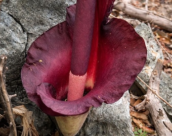 Corpse Flower amorphophallus Titanum Starter Plant (ALL STARTER PLANTS  Require You to Purchase 2 Plants!) - Etsy