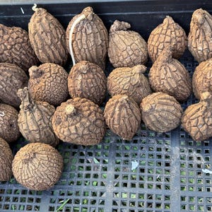 Houseplant- Stephania Suberosa Bulb - Caudex bulb - lot whole sale - 10 bulbs or 20 bulbs from 1 to 4cm wholesale