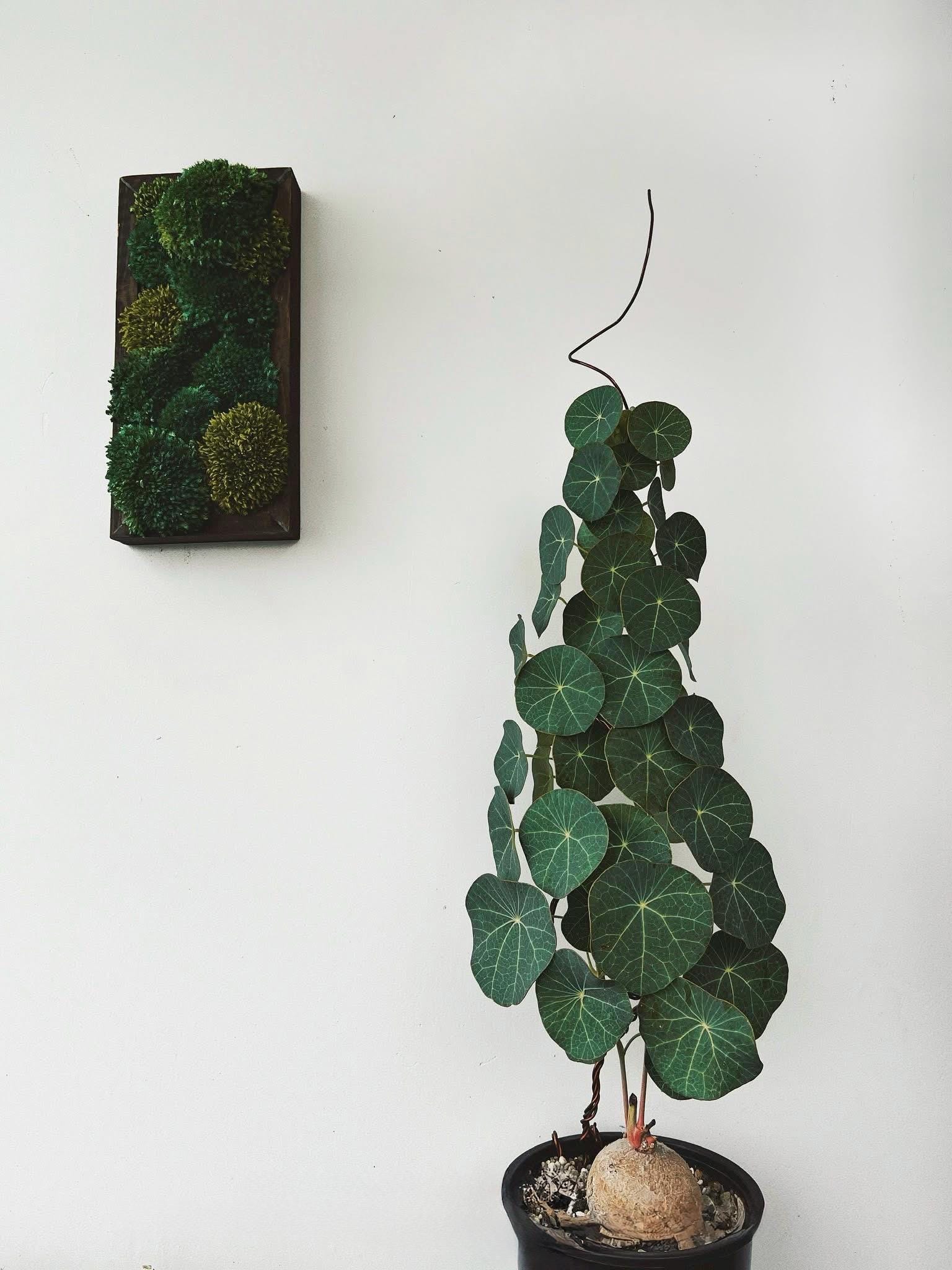 Stephania erecta - Etsy 日本
