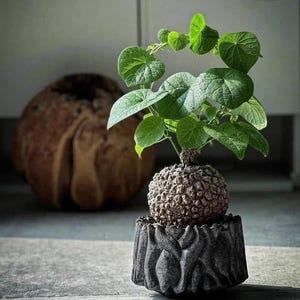 Puede incluir: Una planta verde con hojas grandes y redondas que crecen desde una base esférica marrón y texturizada. La planta está en maceta en una maceta gris oscuro texturizada con un diseño único.