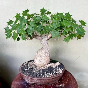 Houseplant Very Rare Sterculia colorata , Firmiana colorata, succulent caudex bulb