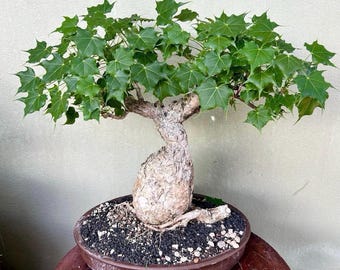 Firmiana Colorata (Sterculia Colorata) | 珍しい熱帯樹木の苗木