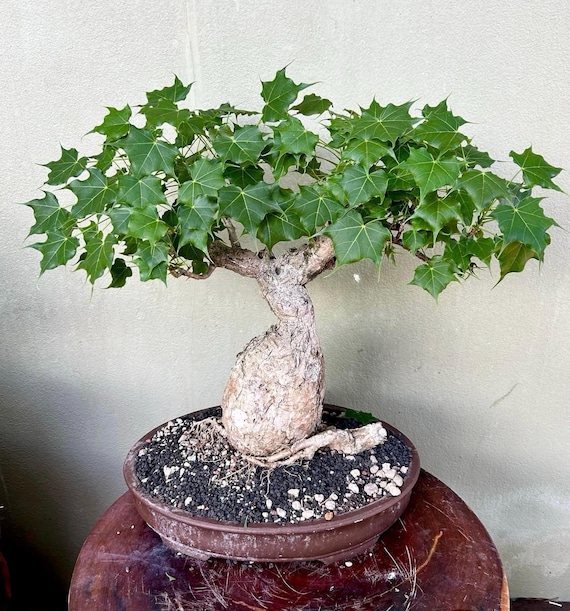 Houseplant Very Rare Sterculia Colorata , Firmiana Colorata