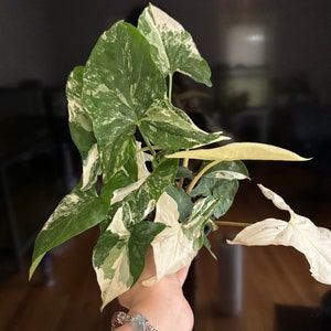 Syngonium Albo-Variegated - Arrowhead - please add heatbag in Winter.