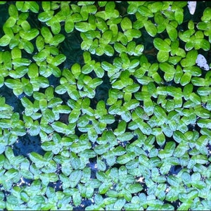 Indoor Grown Duckweed Floating Live Plant- Live Floating Plant for Aquarium or Pond- Refund for the plant if they are all died in delivery