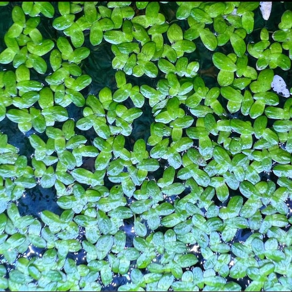 Indoor Grown Duckweed Floating Live Plant- Live Floating Plant for Aquarium or Pond- Refund for the plant if they are all died in delivery