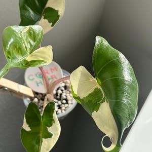 Alocasia Stingray Variegated - Etsy