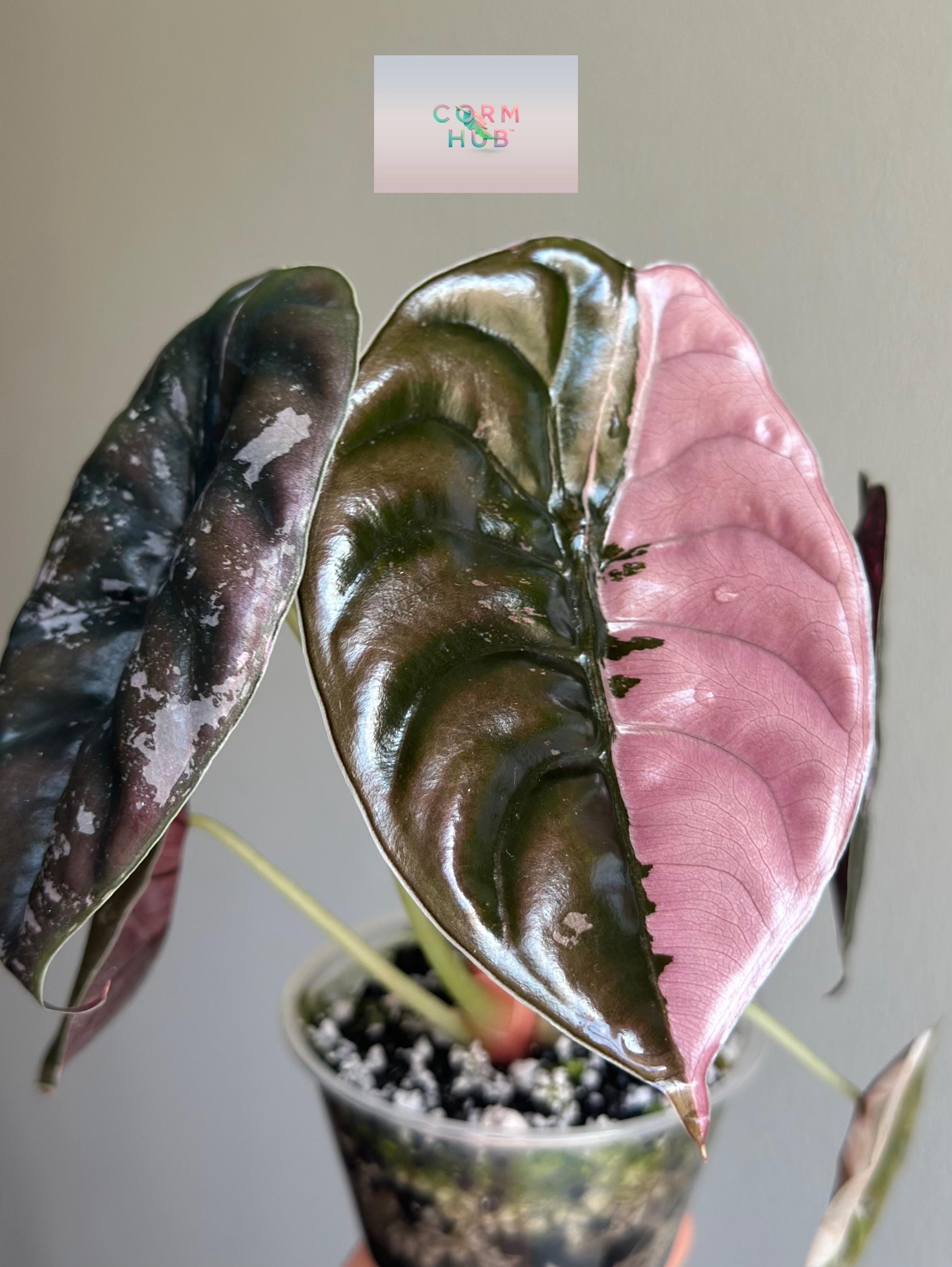 Corm Grown True Pink Cuprea Pup From Our Variegated Alocasia True