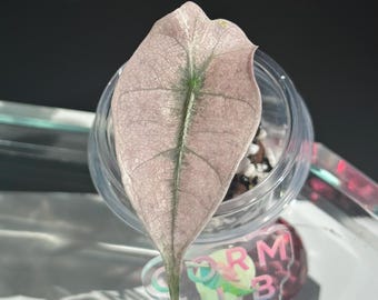 This is FREE if you purchase a plant from our shop - Variegated Alocasia Amazonica Polly Pup - **Please do not purchase this listing**
