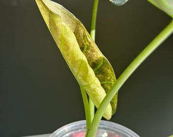 Variegated Alocasia Albo Regal Shield Plant - US Seller, Exact Plant, Non-TC