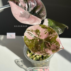 True Pink Alocasia Cuprea - Etsy