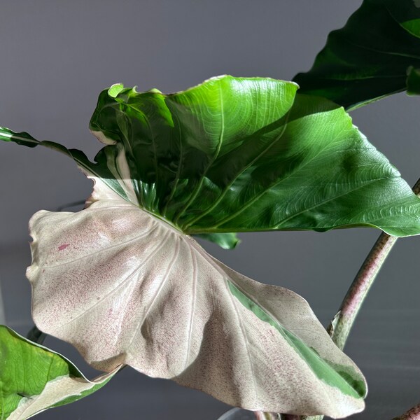 Corm from our Variegated Pink Albo Alocasia Stingray - Non-TC, US seller, Exact Corm