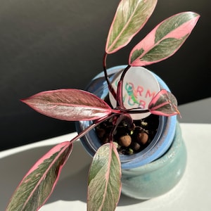 philodendron jungle boogie Philodendron 'Jungle Boogie'  ARIUM BOTANICALS