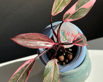 Philodendron Pink Princess Mutation Plant - US Seller, Exact Plant, Not TC