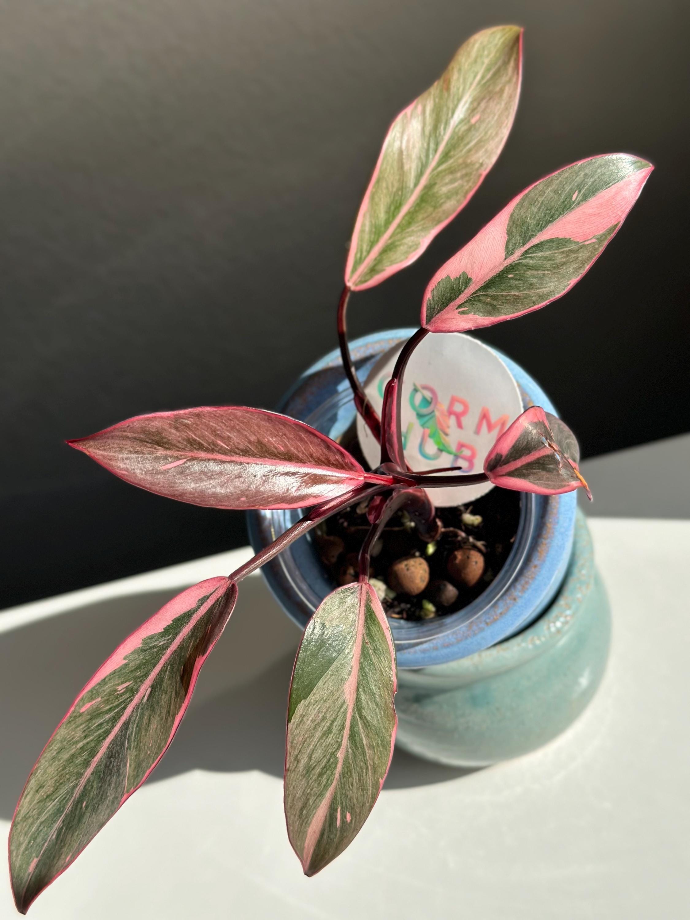pink princess スポア Philodendron Pink Princess Mutation - Etsy