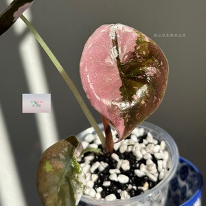 True Pink Alocasia Cuprea - Etsy