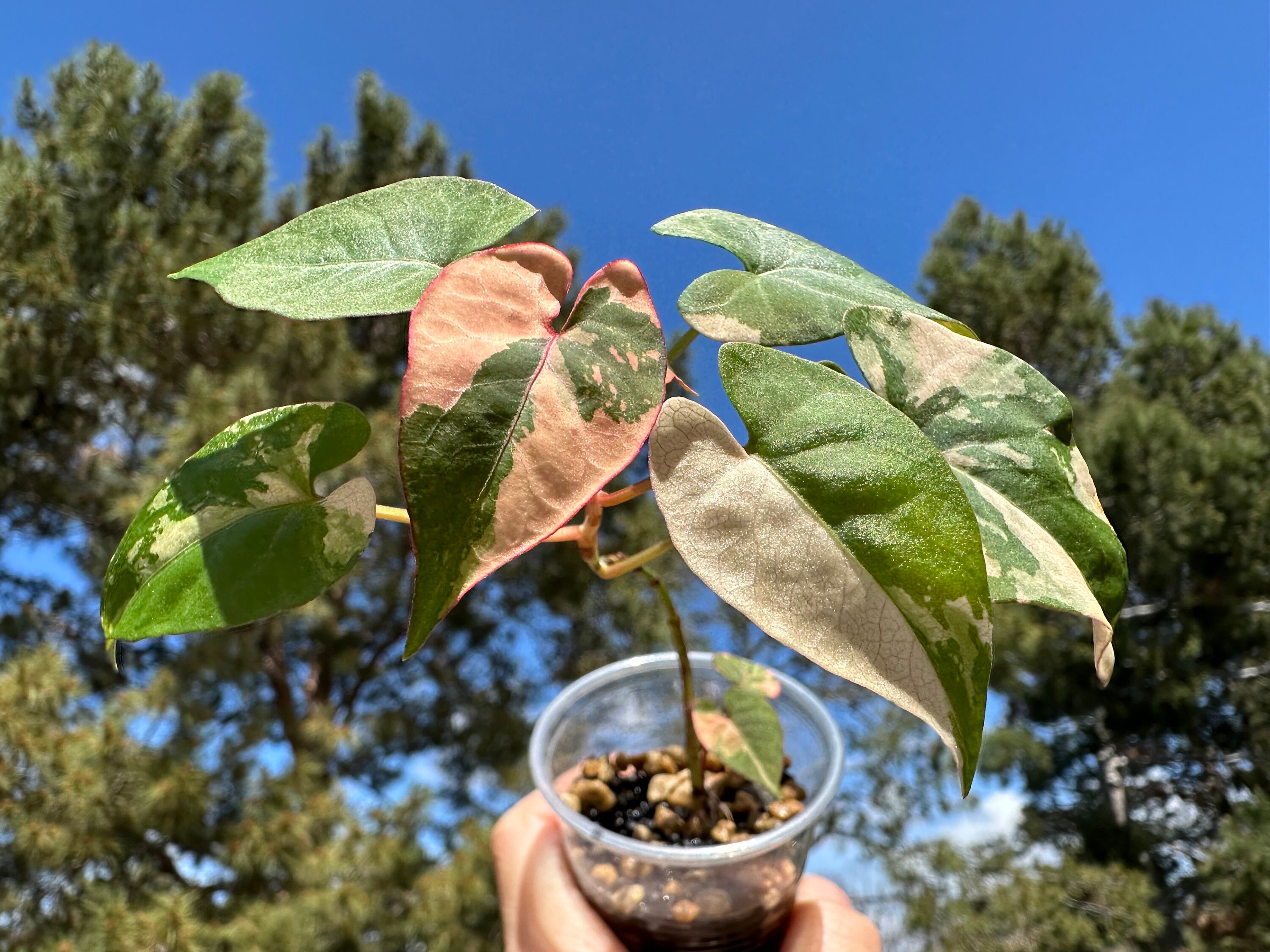Variegated Fallopia Multiflora - US Seller, Exact Plant - Etsy