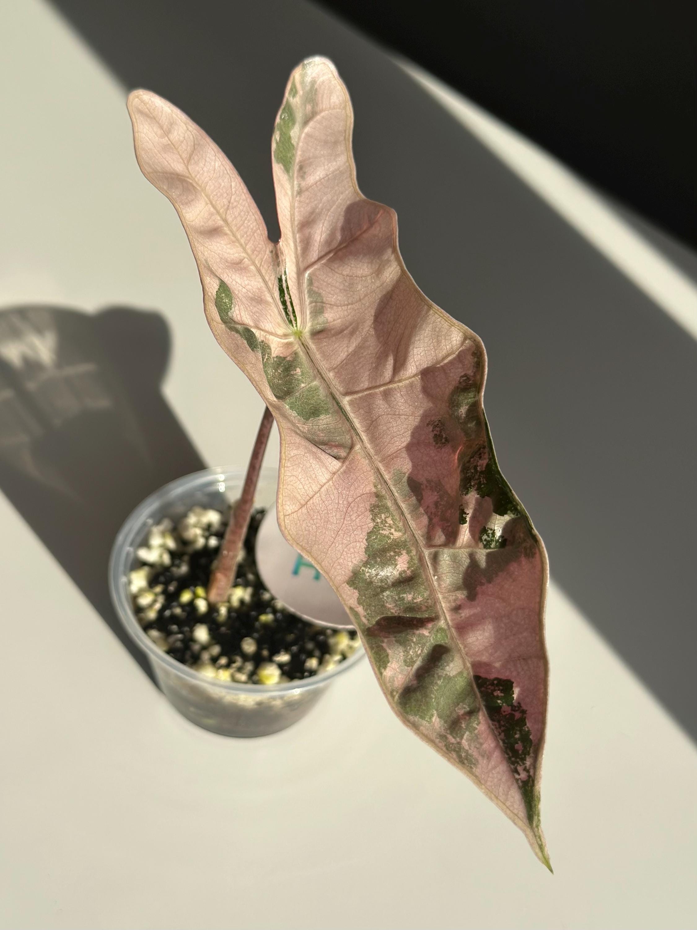ビカクシダ P.  Ape(PUP)from Fern's Artco Rosado Pup From Our Variegated Alocasia Pink/aurea Pseudo Sanderiana