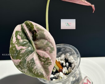 Alocasia True Pink Cuprea Pup Corm Grown - US Seller, Exact Pup, Non-TC