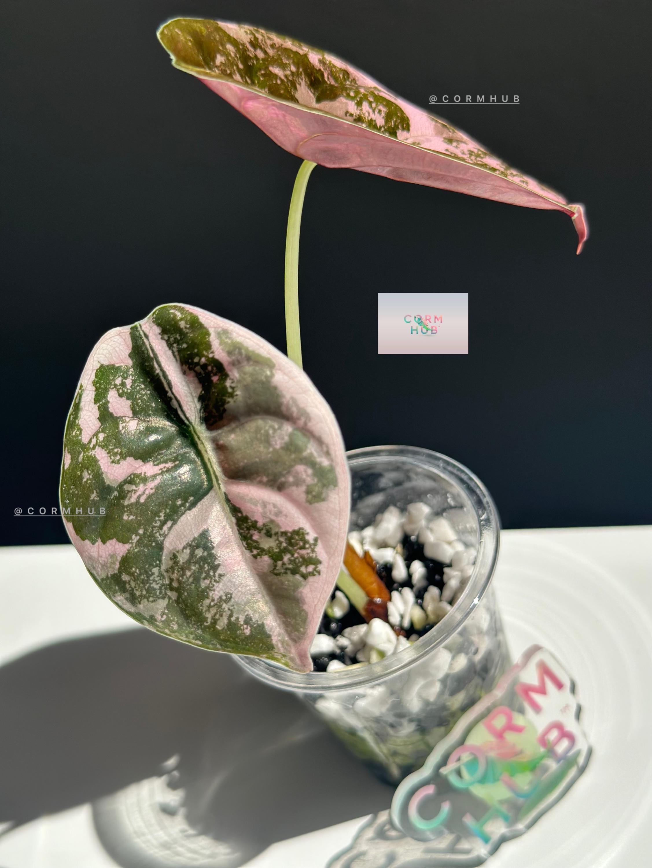 Alocasia Cuprea True Pink - Etsy