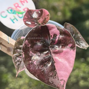 True Pink Alocasia Cuprea - Etsy