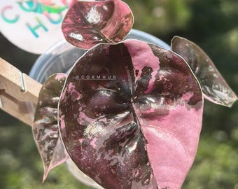 Corm Grown True Pink Cuprea Pup From Our Variegated Alocasia True