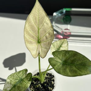 Variegated Alocasia Regal Shield - US Seller, Non-tc, Corm Grown