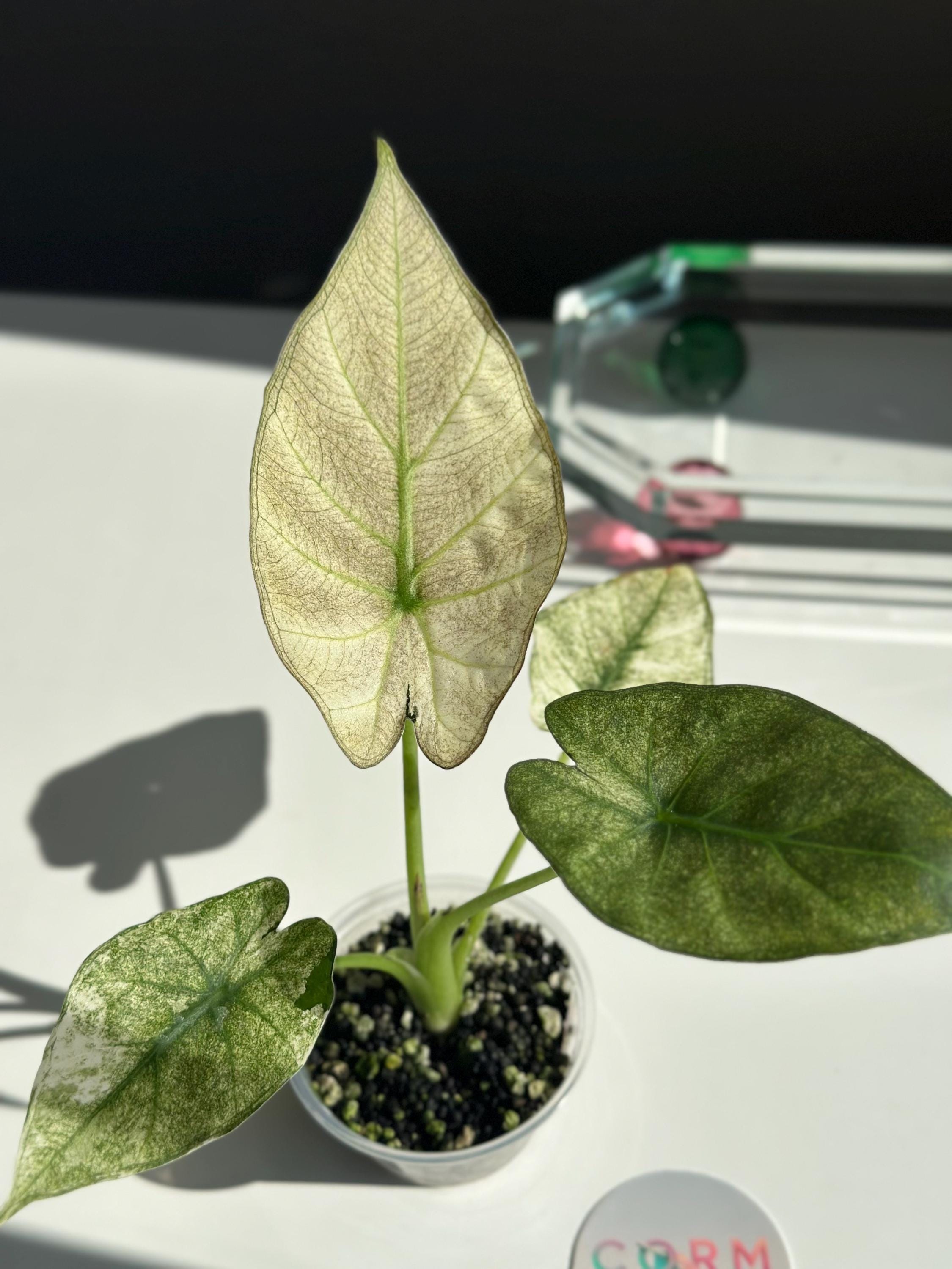 アロカシア Regal Shield Albo Corm 一つ Variegated Alocasia Regal Shield - US Seller, Non-tc, Corm Grown