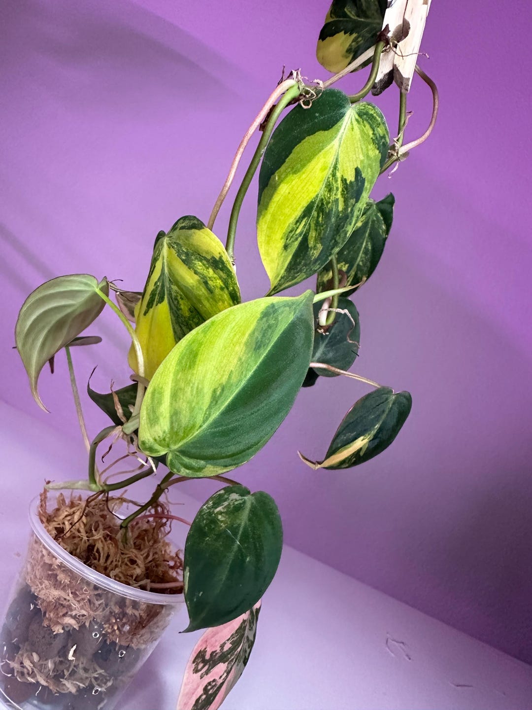 Philodendron micans • highly variegated ✨ main image 0
